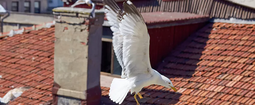 Residential Chimney Animal Removal Solution in Palo Alto, CA